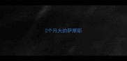 2个月大的萨摩耶