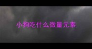 小狗吃什么微量元素