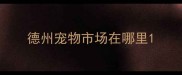 德州宠物市场在哪里