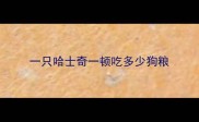 一只哈士奇一顿吃多少狗粮