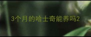 3个月的哈士奇能养吗