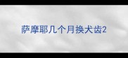 萨摩耶几个月换犬齿