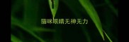 猫咪眼睛无神无力