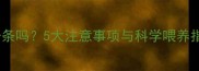 哈士奇可以吃粉条吗5大注意事项与科学喂养指南附食谱