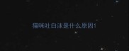猫咪吐白沫是什么原因