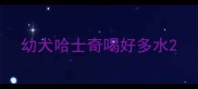 幼犬哈士奇喝好多水