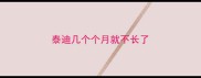 泰迪几个个月就不长了