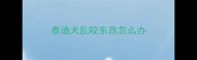 泰迪犬乱咬东西怎么办