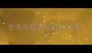 金毛老咬自己身上的毛