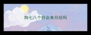 狗七八个月会来月经吗