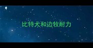 比特犬和边牧耐力