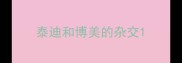 泰迪和博美的杂交