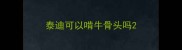 泰迪可以啃牛骨头吗