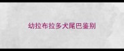 幼拉布拉多犬尾巴鉴别