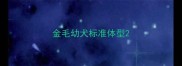 金毛幼犬标准体型