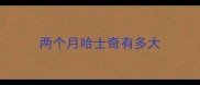 两个月哈士奇有多大