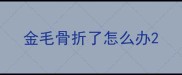 金毛骨折了怎么办