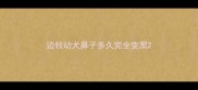 边牧幼犬鼻子多久完全变黑