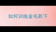 如何训练金毛趴下