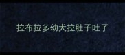 拉布拉多幼犬拉肚子吐了