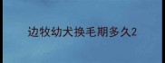 边牧幼犬换毛期多久