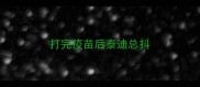 打完疫苗后泰迪总抖