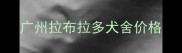 广州拉布拉多犬舍价格