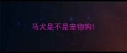 马犬是不是宠物狗