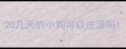 20几天的小狗可以洗澡吗