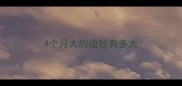 4个月大的边牧有多大