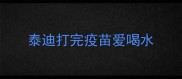泰迪打完疫苗爱喝水