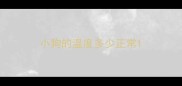 小狗的温度多少正常