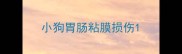 小狗胃肠粘膜损伤
