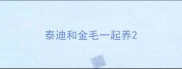 泰迪和金毛一起养