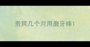 贵宾几个月用磨牙棒