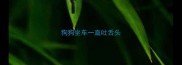 狗狗坐车一直吐舌头