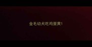 金毛幼犬吃鸡蛋黄
