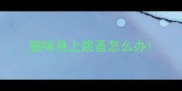 猫咪身上跳蚤怎么办