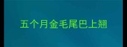 五个月金毛尾巴上翘