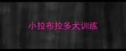 小拉布拉多犬训练