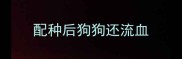 配种后狗狗还流血