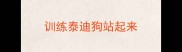 训练泰迪狗站起来