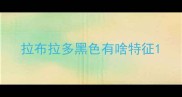 拉布拉多黑色有啥特征