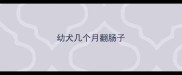 幼犬几个月翻肠子