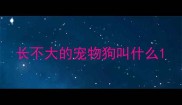 长不大的宠物狗叫什么