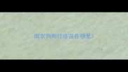 南京狗狗打疫苗在哪里