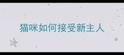 猫咪如何接受新主人