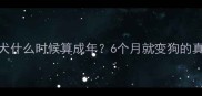 泰迪犬什么时候算成年6个月就变狗的真相