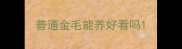 普通金毛能养好看吗
