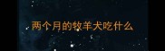 两个月的牧羊犬吃什么